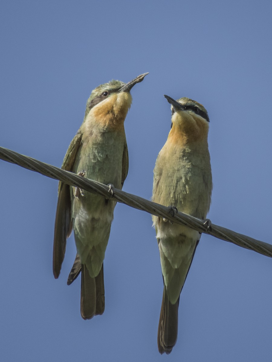 Blue-cheeked Bee-eater - ML529892311