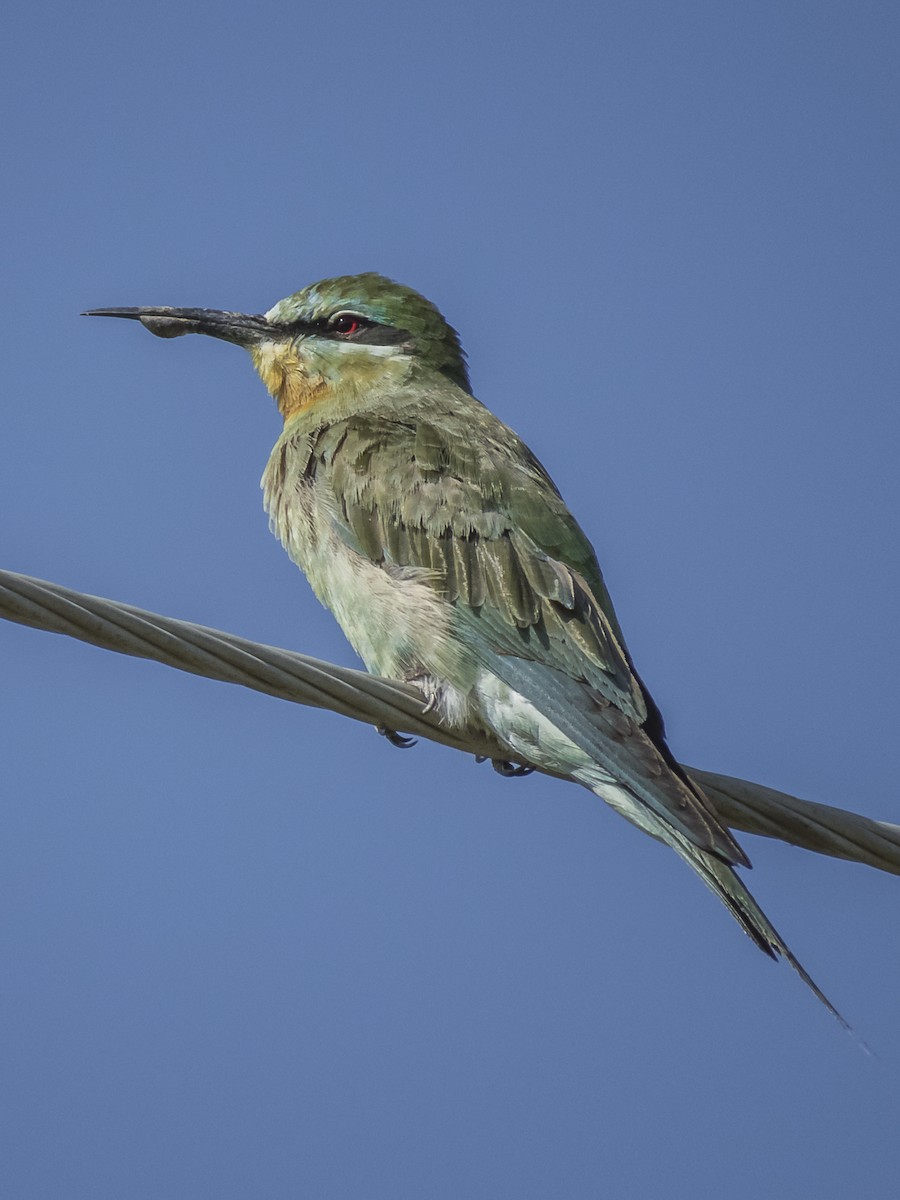 Blue-cheeked Bee-eater - ML529892471