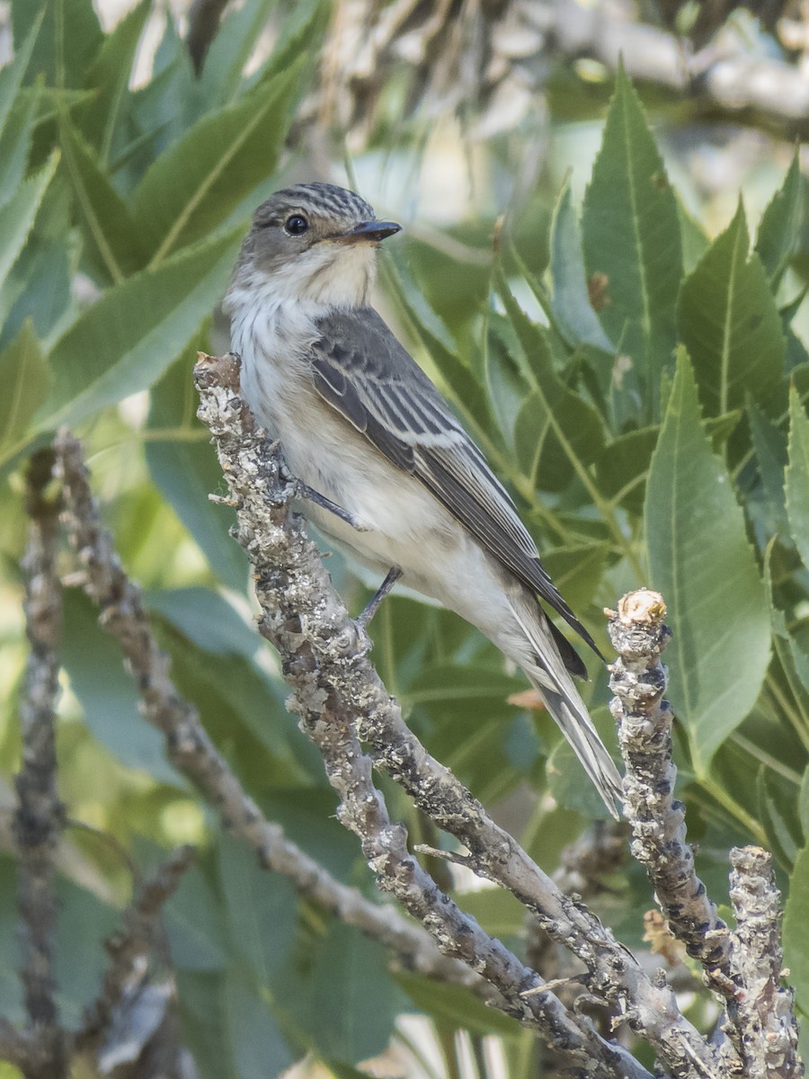 Spotted Flycatcher - ML529892521