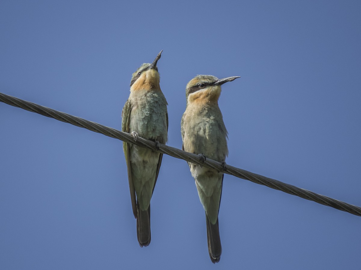 Blue-cheeked Bee-eater - ML529892591