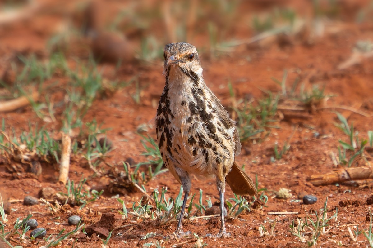 Spotted Morning-Thrush - Justin Goldberg