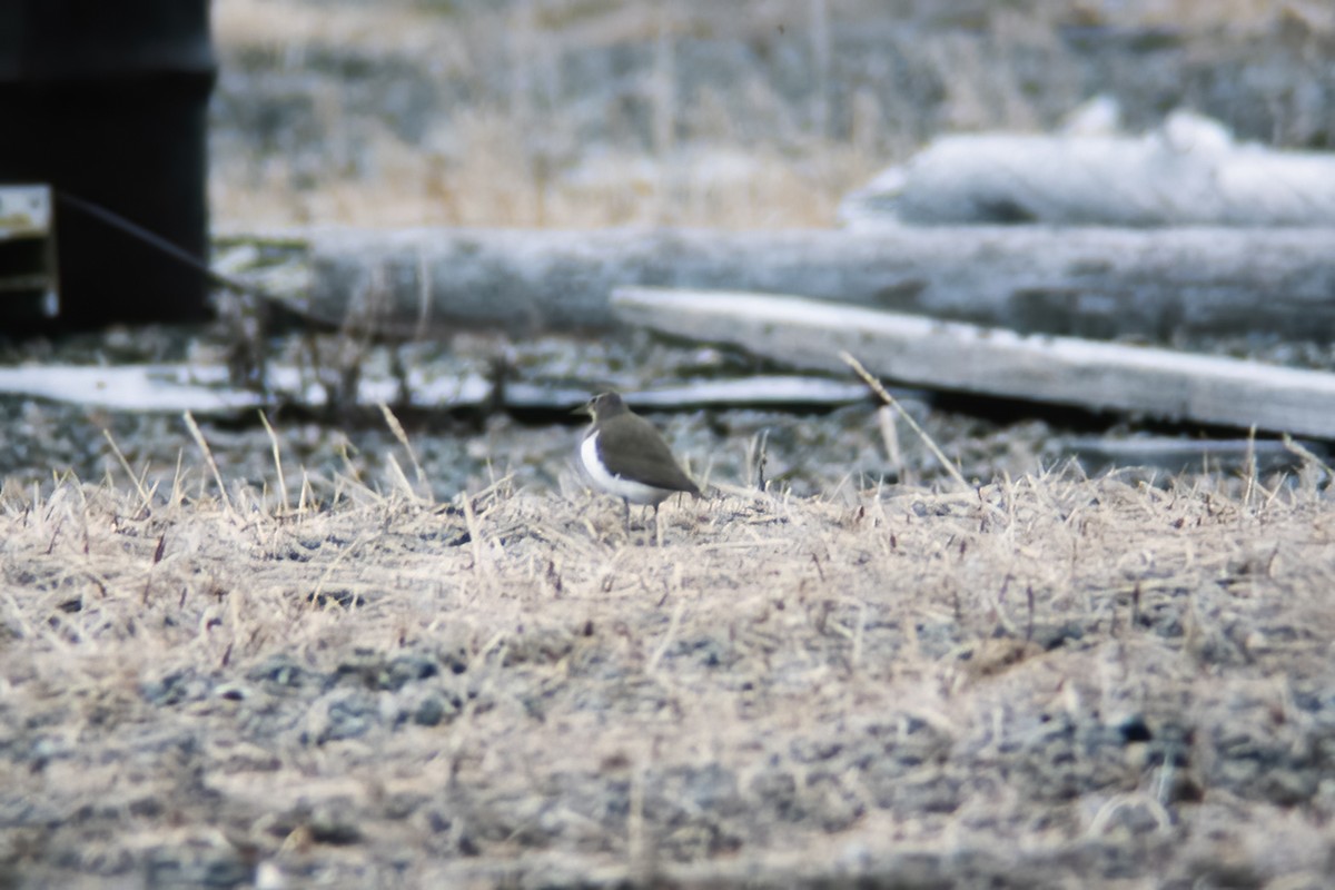 Хайргын хөгчүү - ML529896001