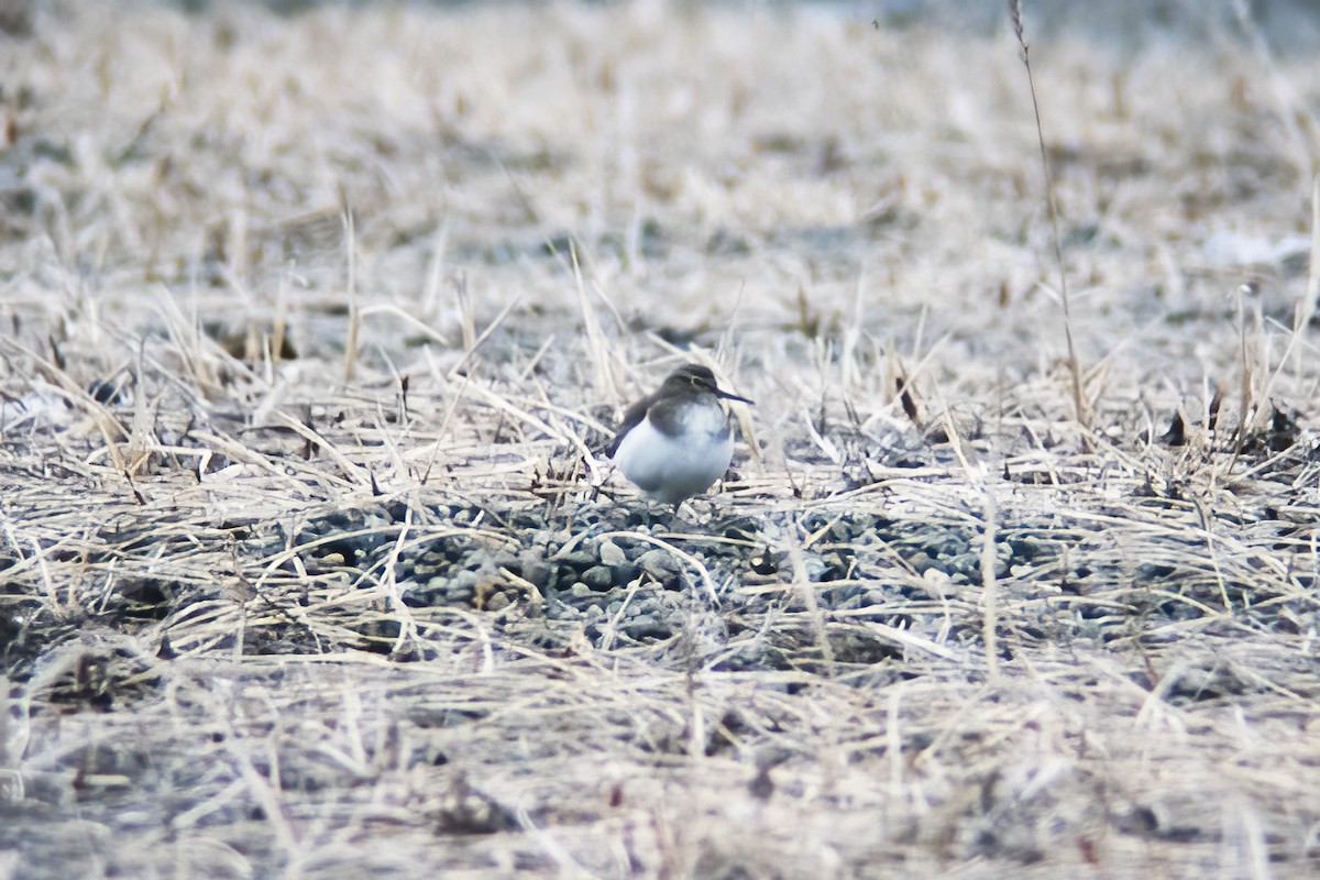 Хайргын хөгчүү - ML529896011