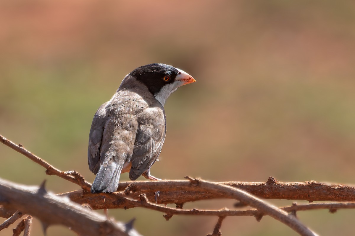 Black-capped Social-Weaver - ML529896121