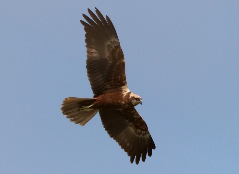 Western Marsh Harrier - ML529896591