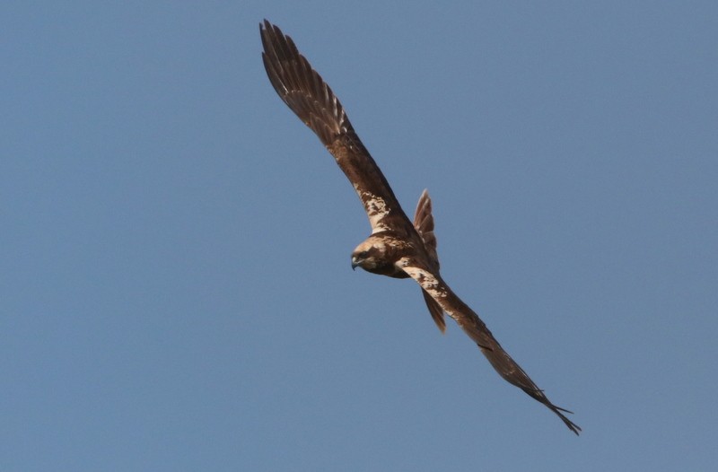 Western Marsh Harrier - ML529896601