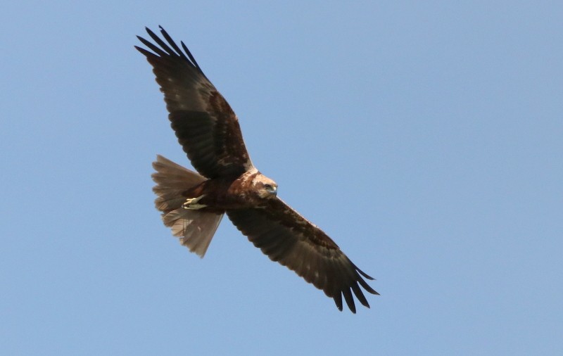 Western Marsh Harrier - ML529896611