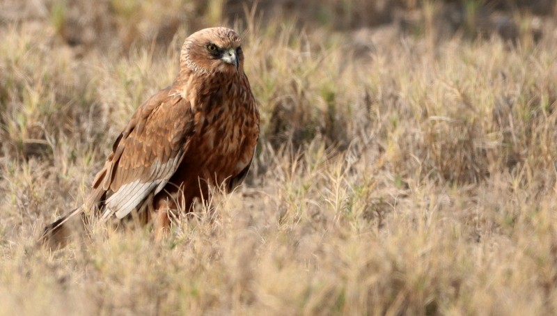 Western Marsh Harrier - ML529896781