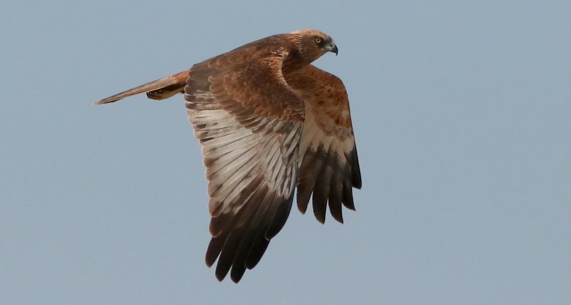 Western Marsh Harrier - ML529896791