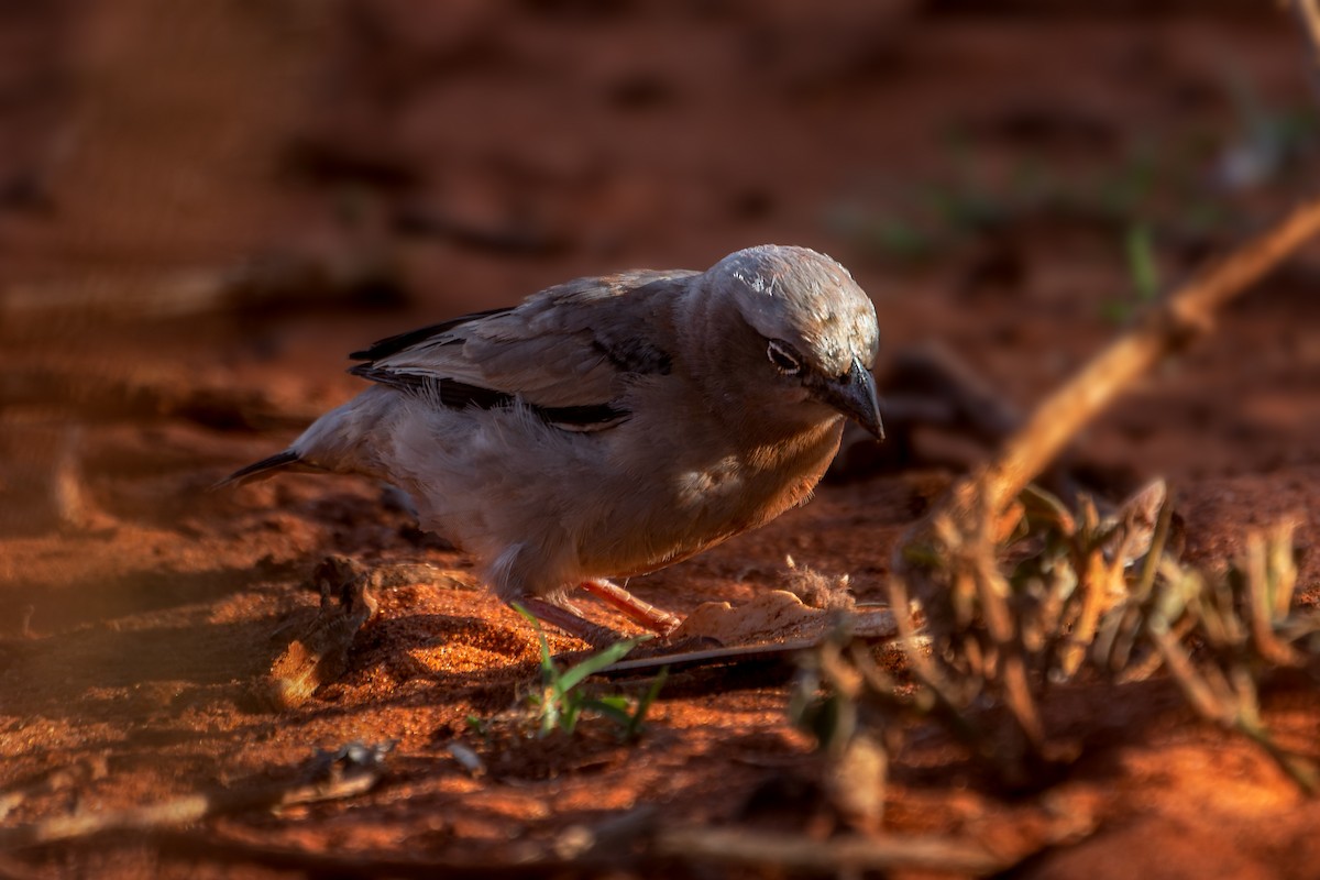 Gray-headed Social-Weaver - ML529896801