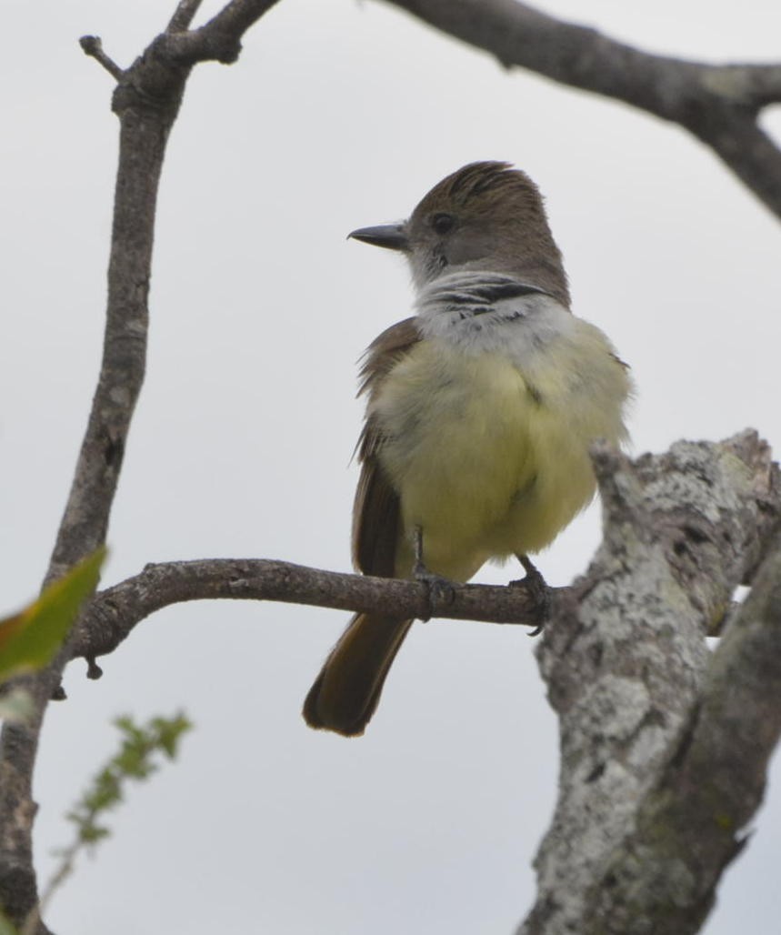 Swainson's Flycatcher - ML529896831