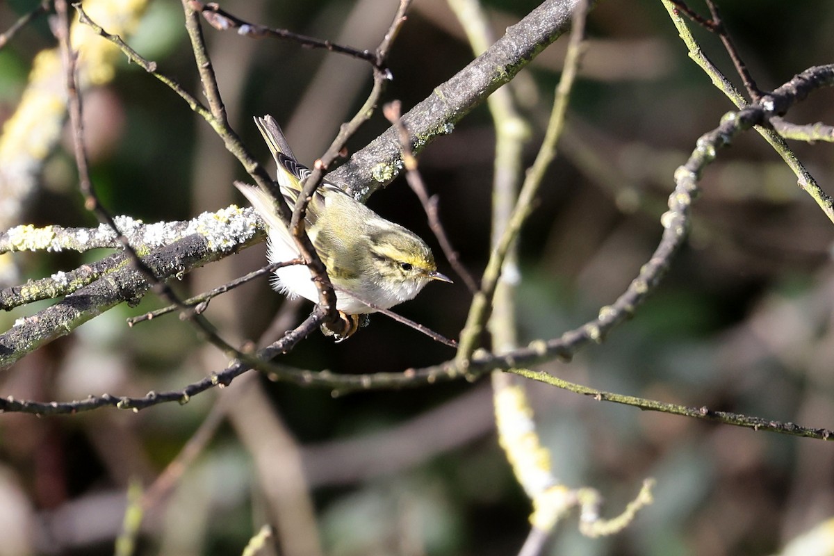 Pallas's Leaf Warbler - ML529897571