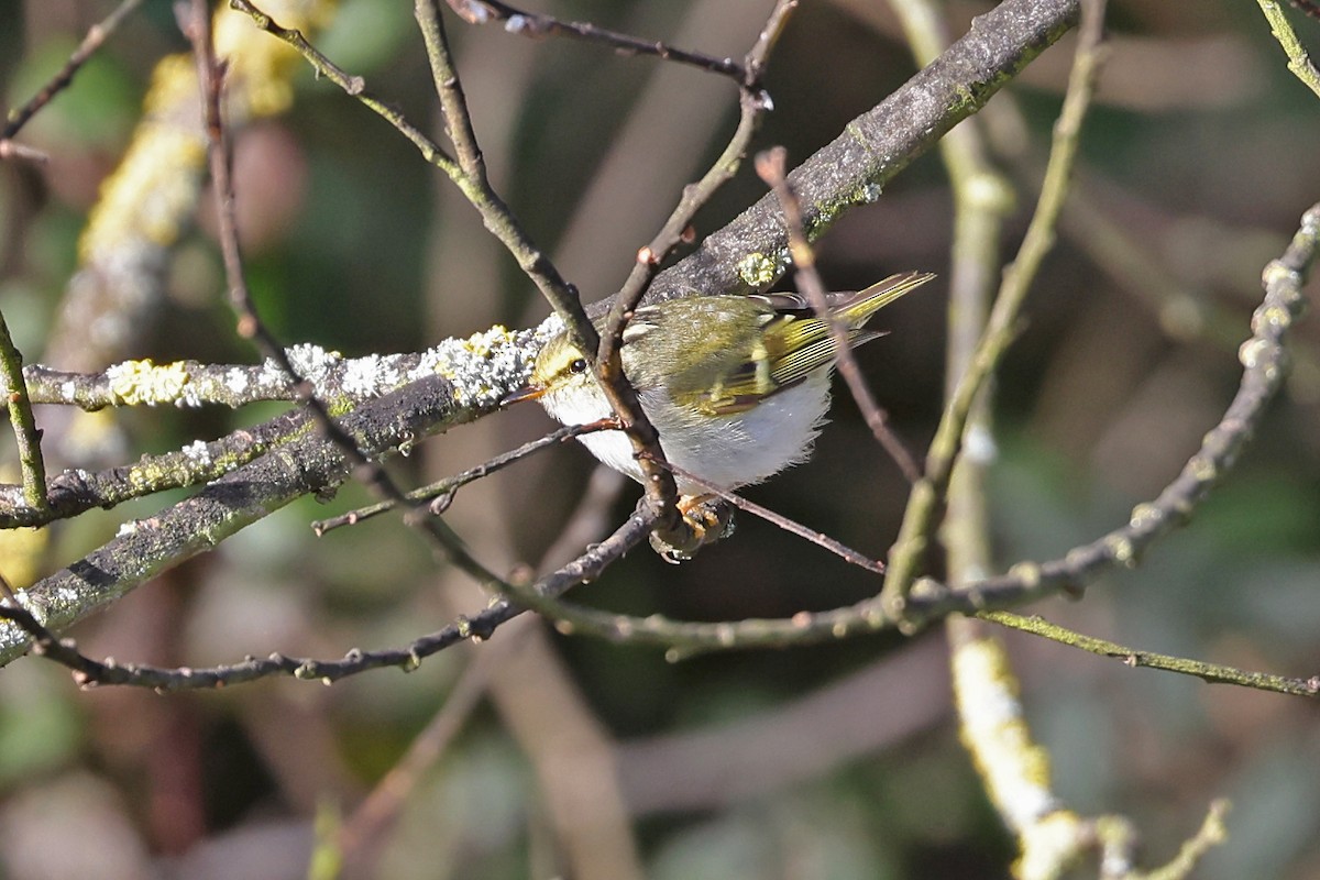 Pallas's Leaf Warbler - ML529897591