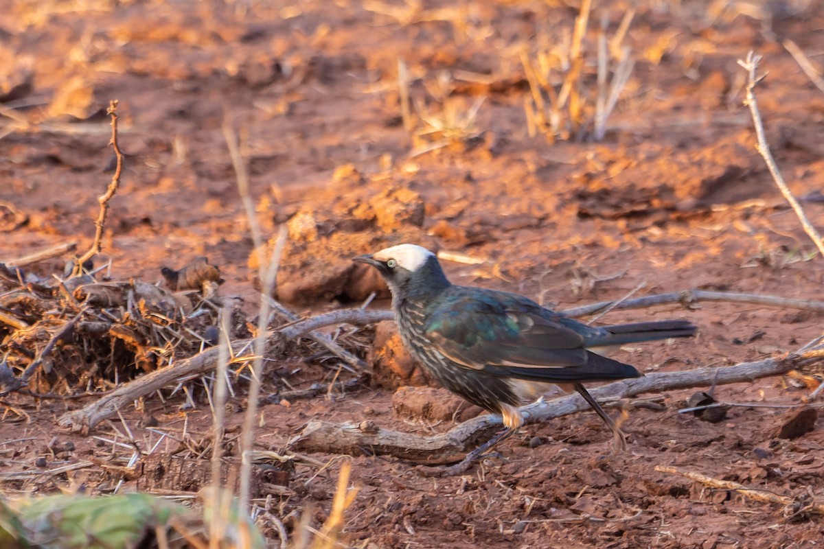 White-crowned Starling - ML529897751