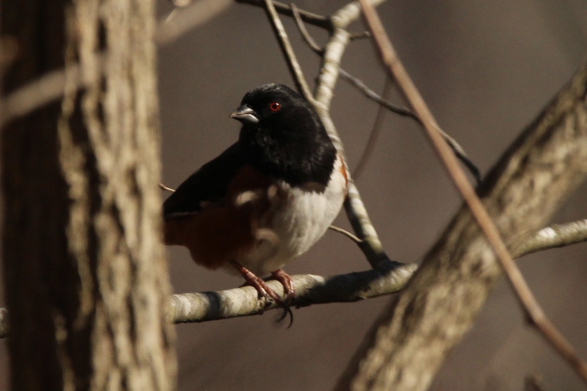 Eastern Towhee - ML529897841