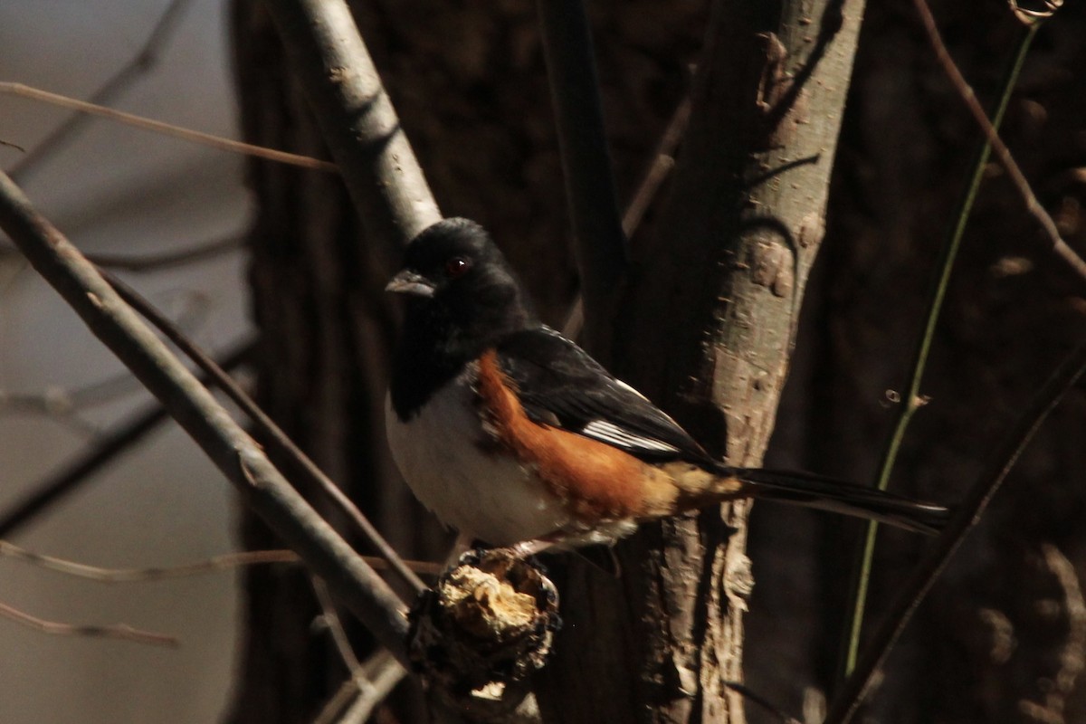 Eastern Towhee - ML529897851