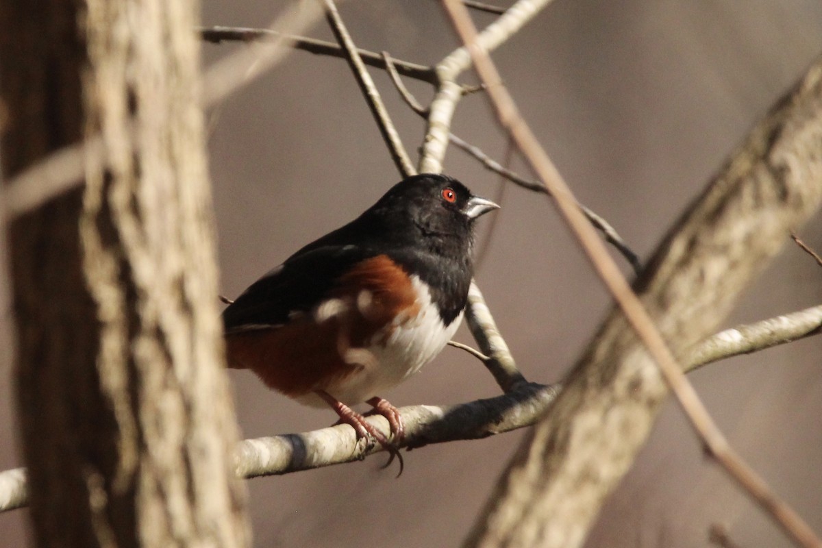 Eastern Towhee - ML529897861