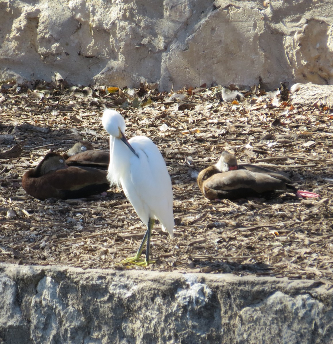 Snowy Egret - ML529898061