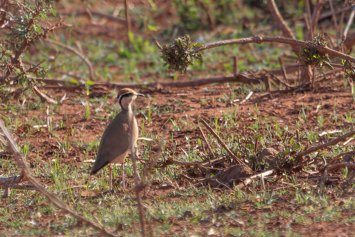 Temminck's Courser - ML529898601