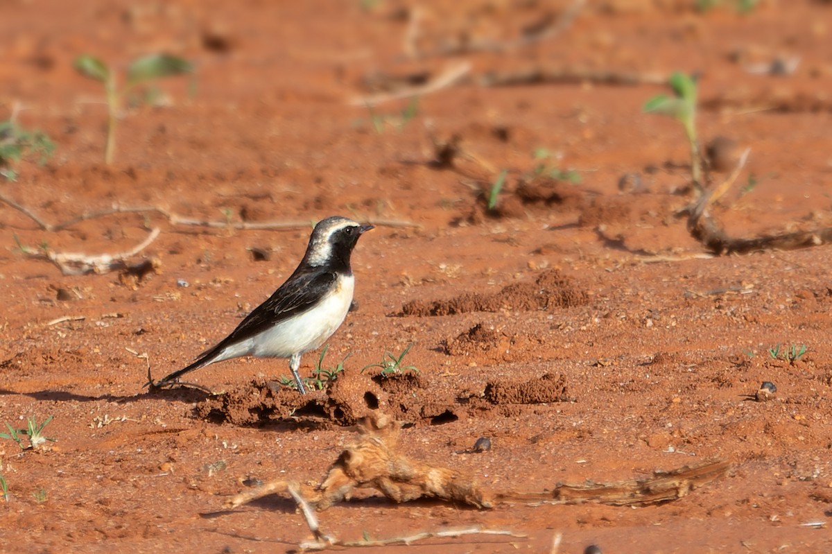 Pied Wheatear - Justin Goldberg