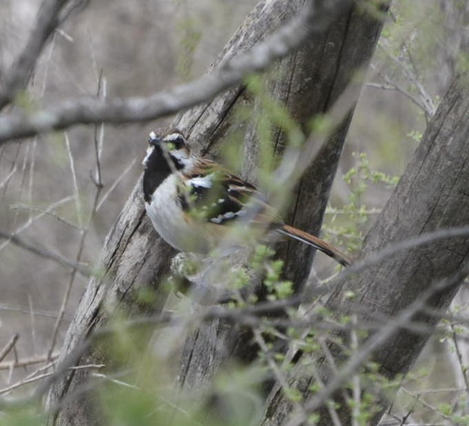 Stripe-backed Antbird - ML529898941