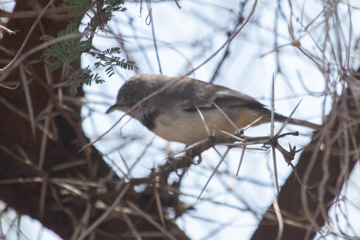 Banded Parisoma - ML529899321