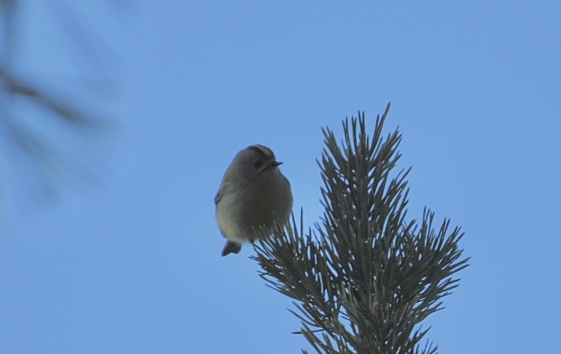 Goldcrest - ML529899461