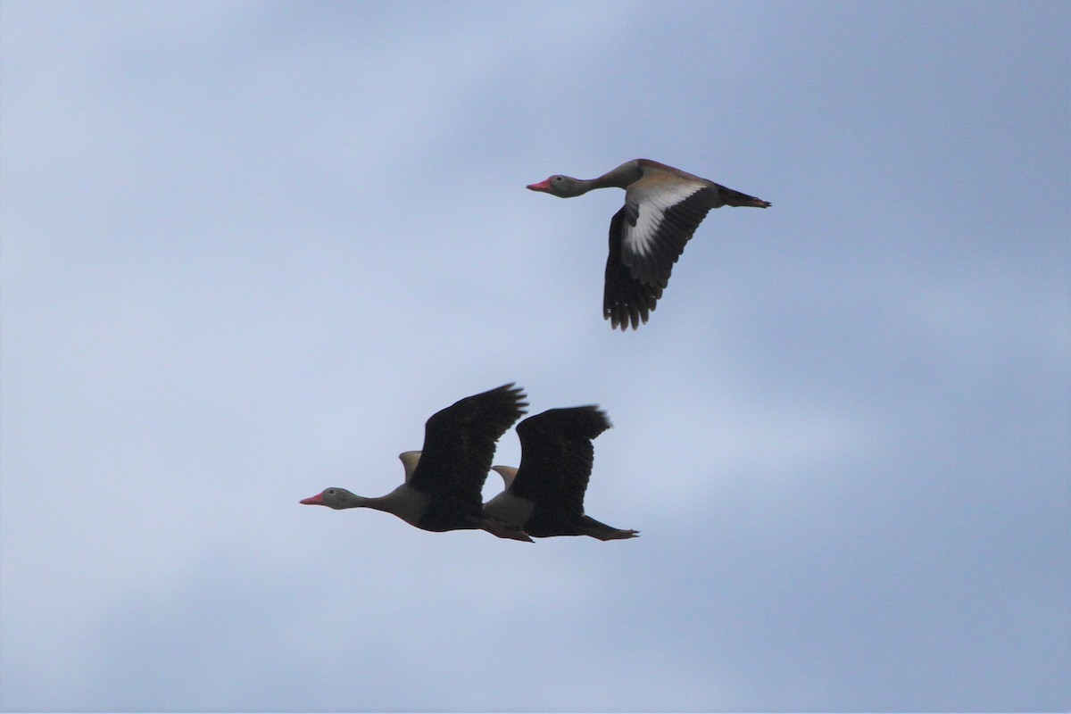 Black-bellied Whistling-Duck - ML529899531