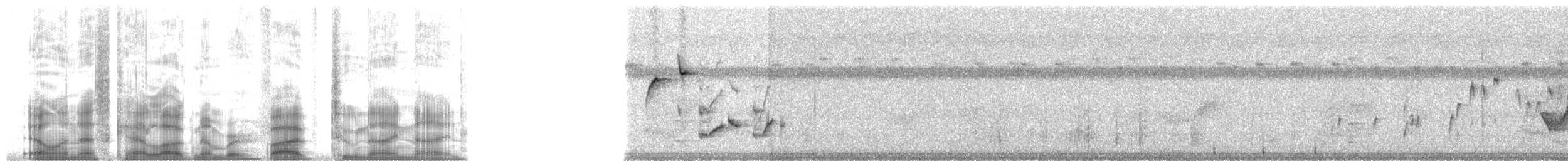 Понпейская веерохвостка - ML5299