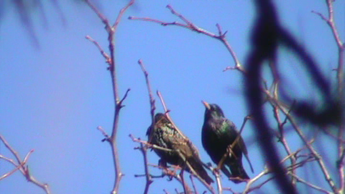 European Starling - ML52990001