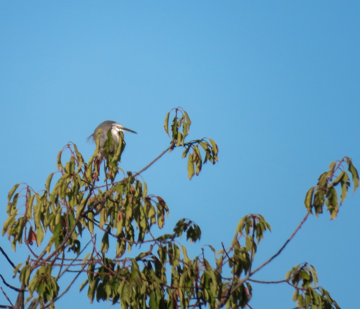 Little Egret/Western Reef-Heron - Andres J.S. Carrasco