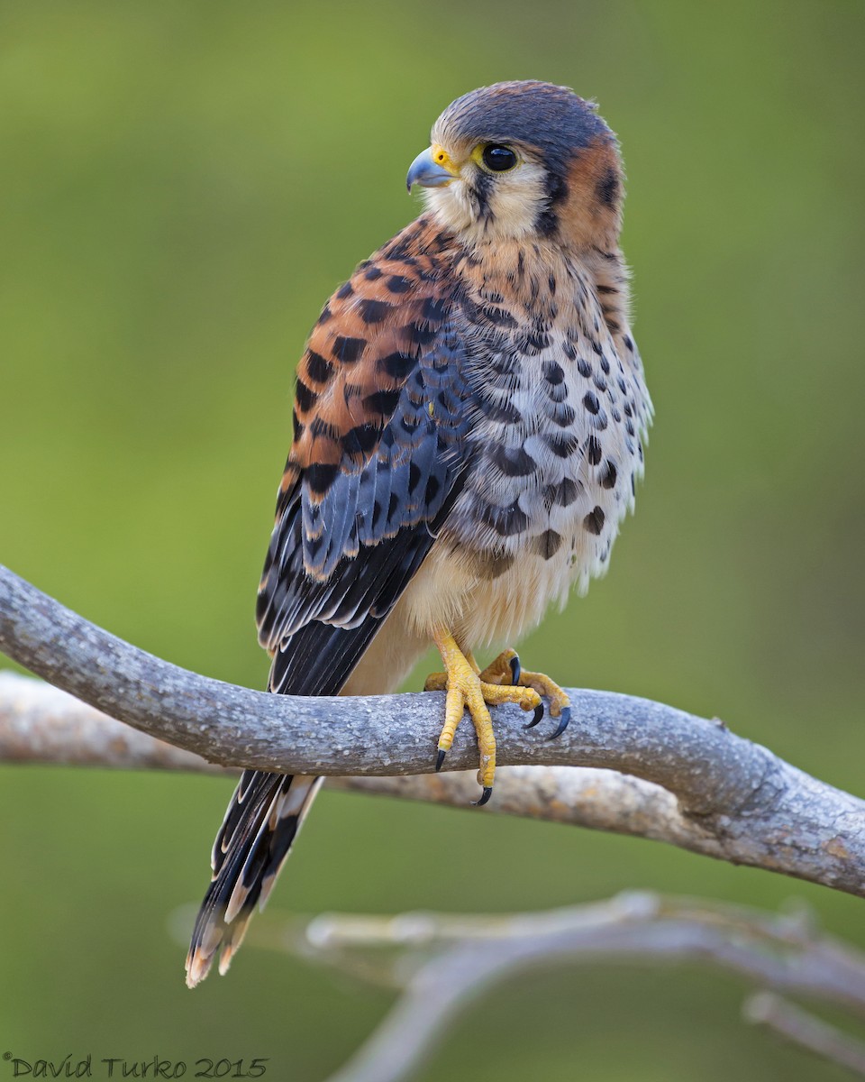 American Kestrel - ML52990041