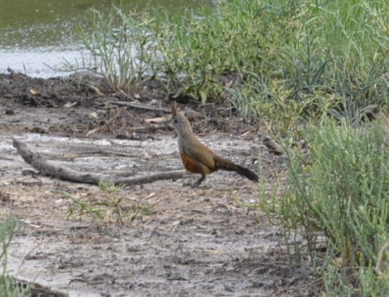 Crested Gallito - Geoff Carpentier