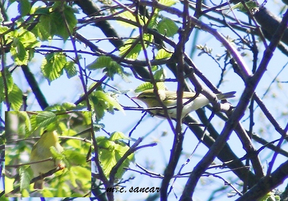 Wood Warbler - ML529902341