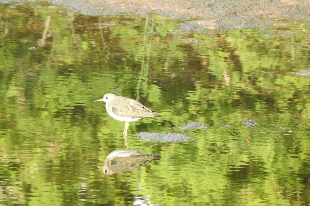 Solitary Sandpiper - ML529902551