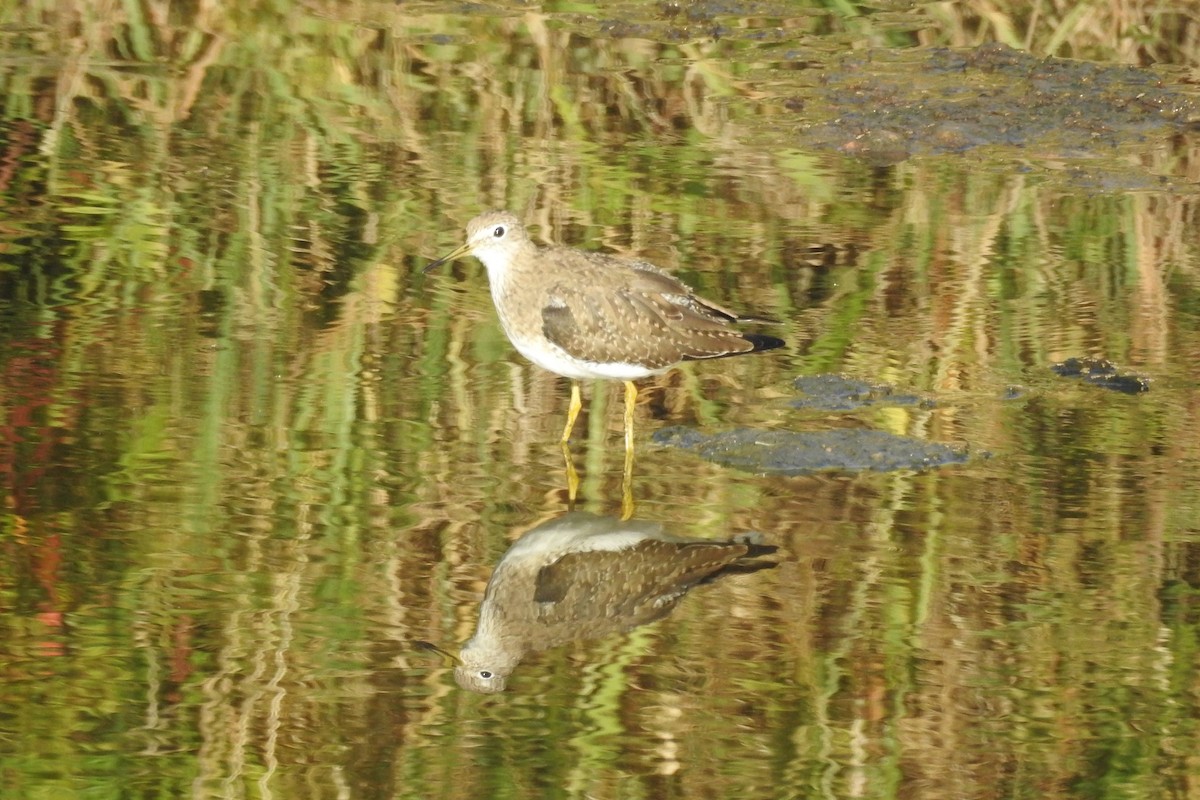 Solitary Sandpiper - ML529902561