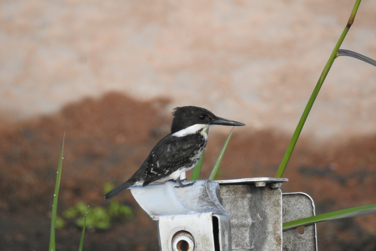 Green Kingfisher - ML529903211