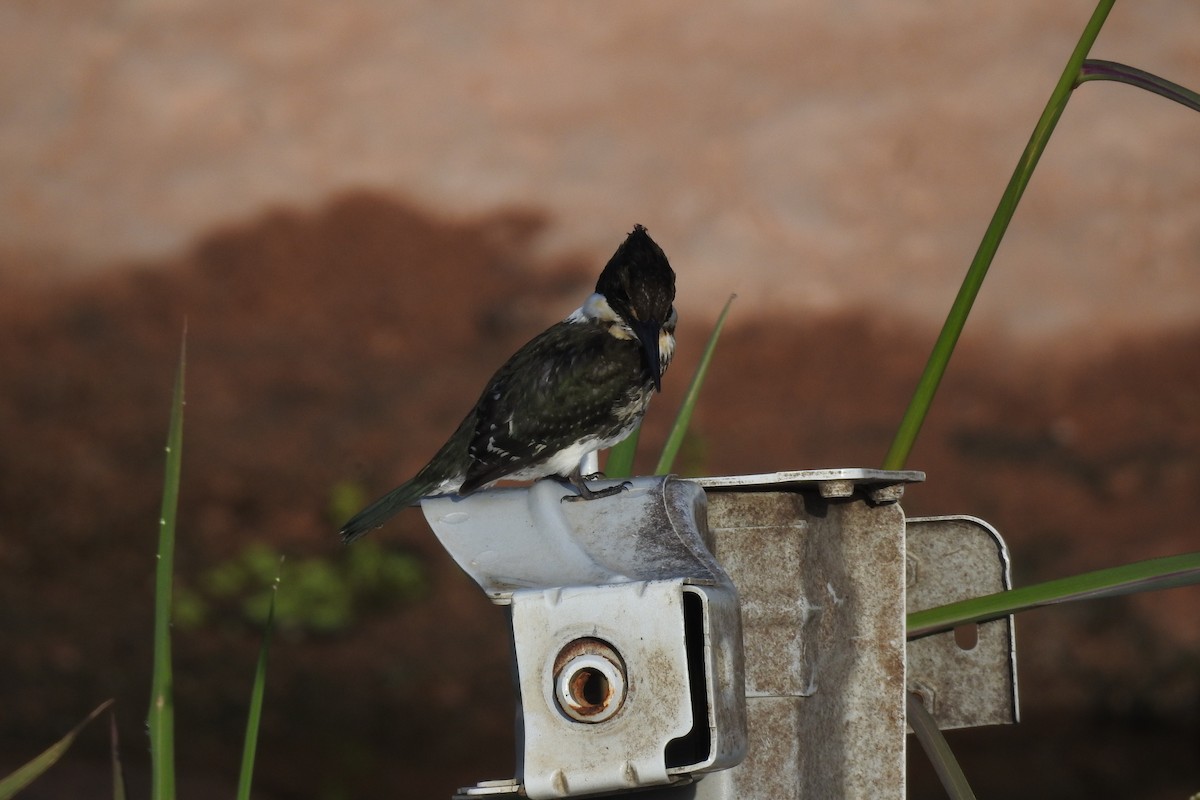 Green Kingfisher - ML529903271