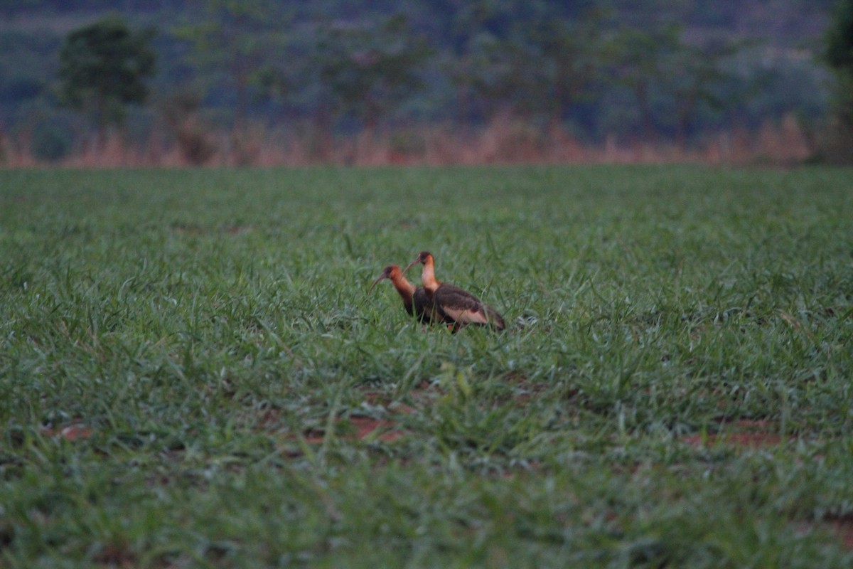 Buff-necked Ibis - ML529903641