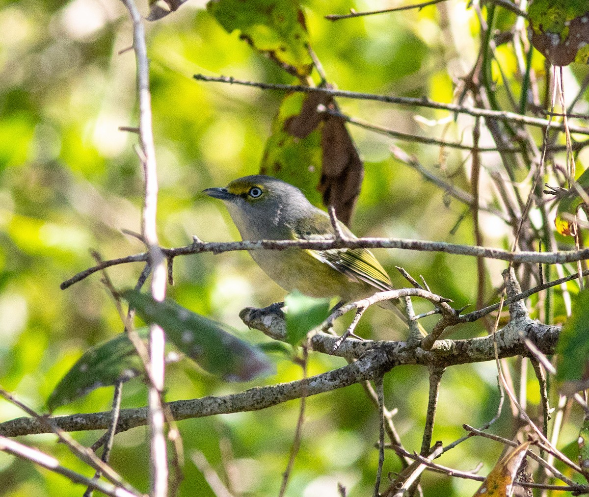 White-eyed Vireo - ML529904641