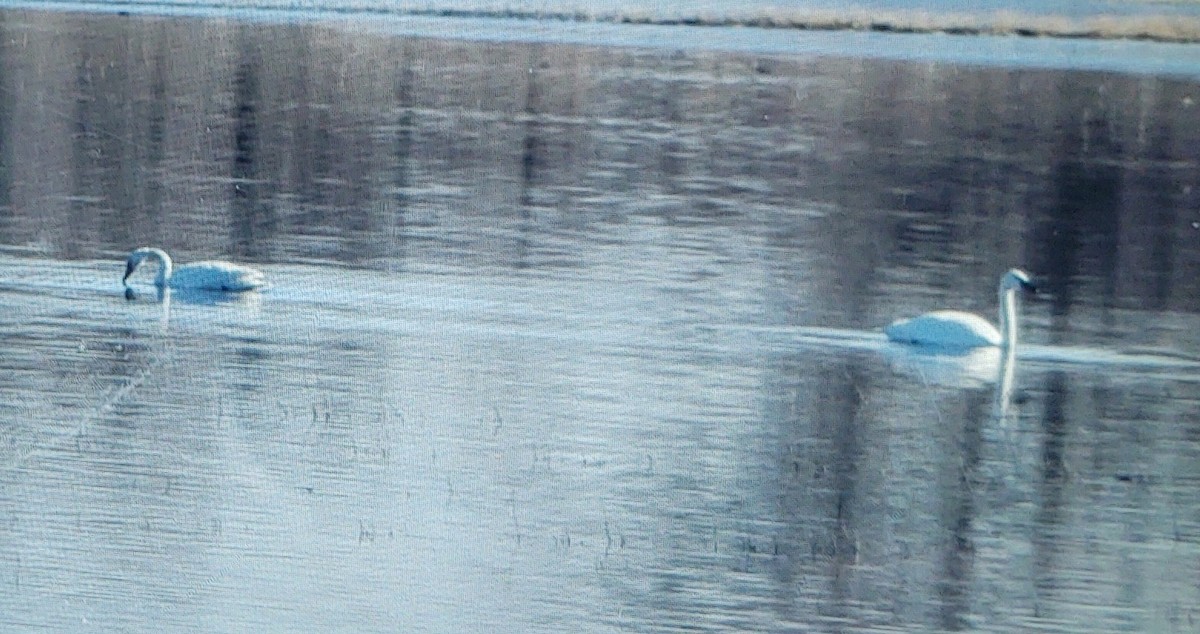 Tundra Swan - ML529904941