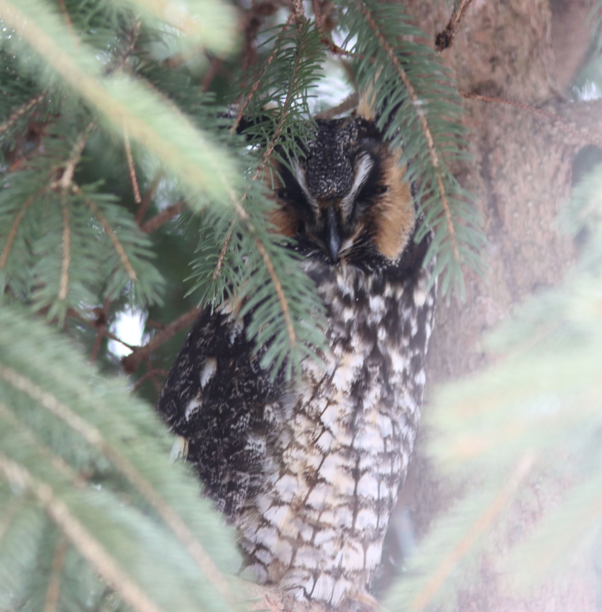 Long-eared Owl - ML529905831