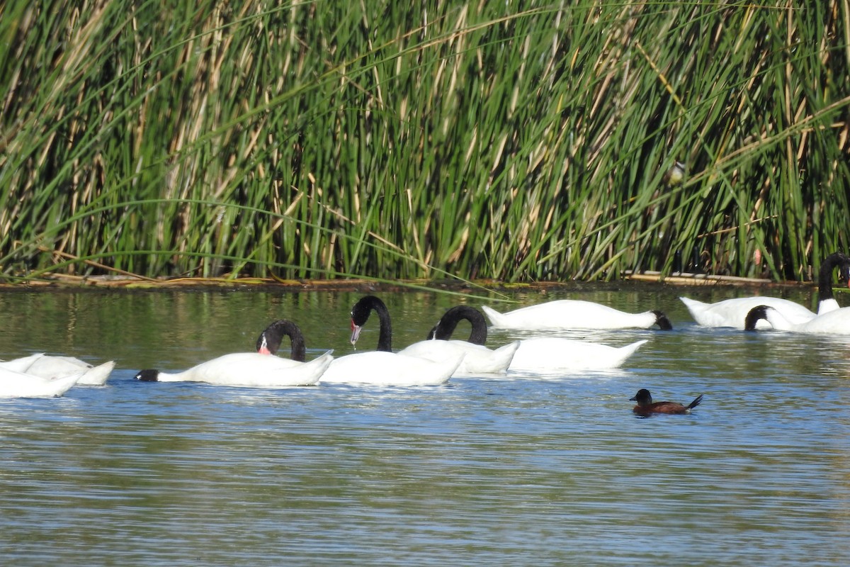 Black-necked Swan - ML529906401