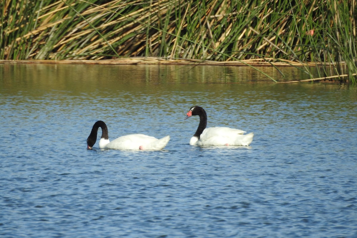 Black-necked Swan - ML529906431