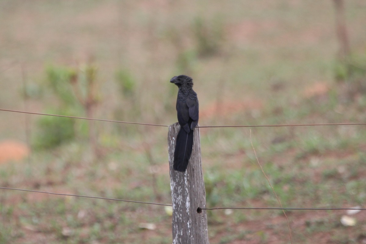 Smooth-billed Ani - ML529907191