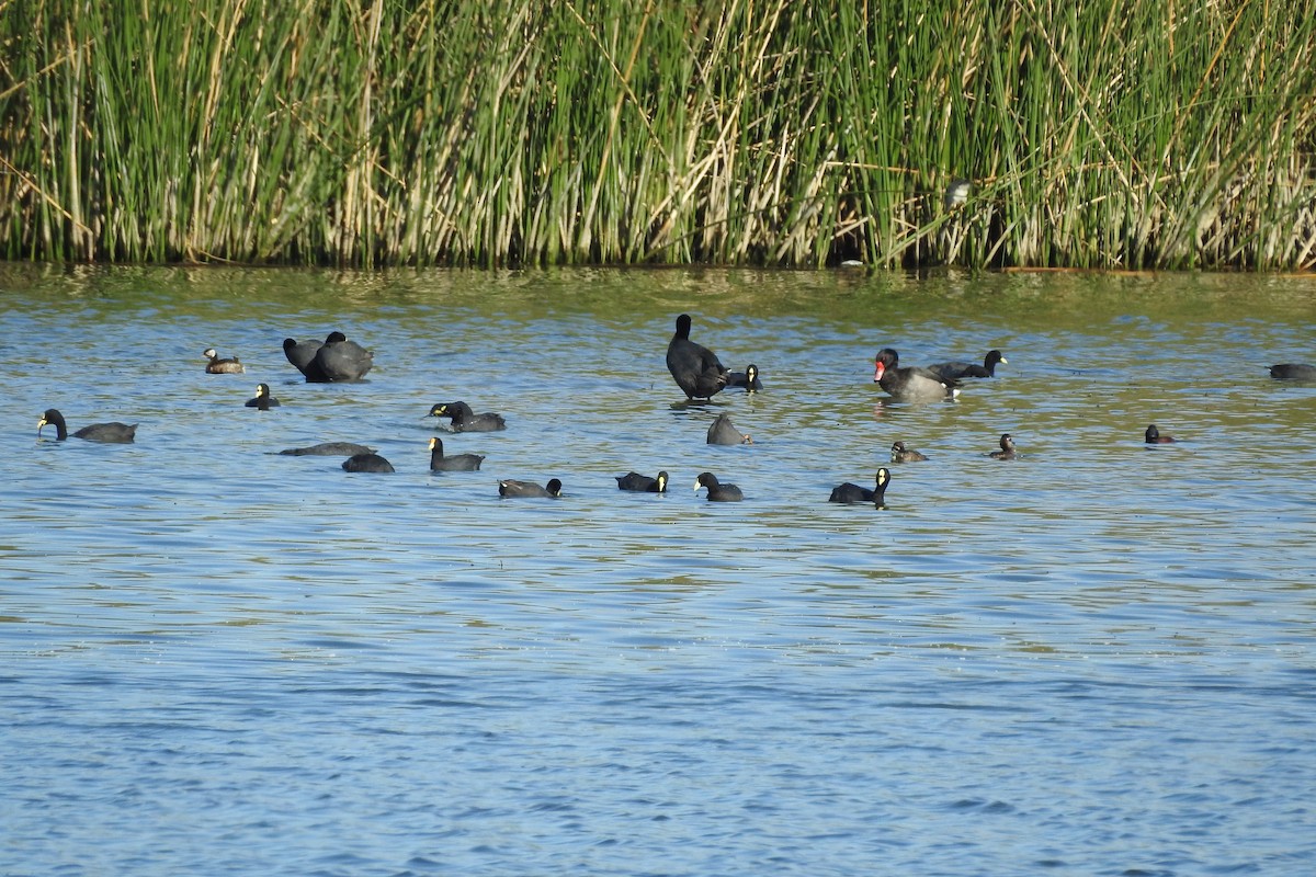 Rosy-billed Pochard - ML529907531