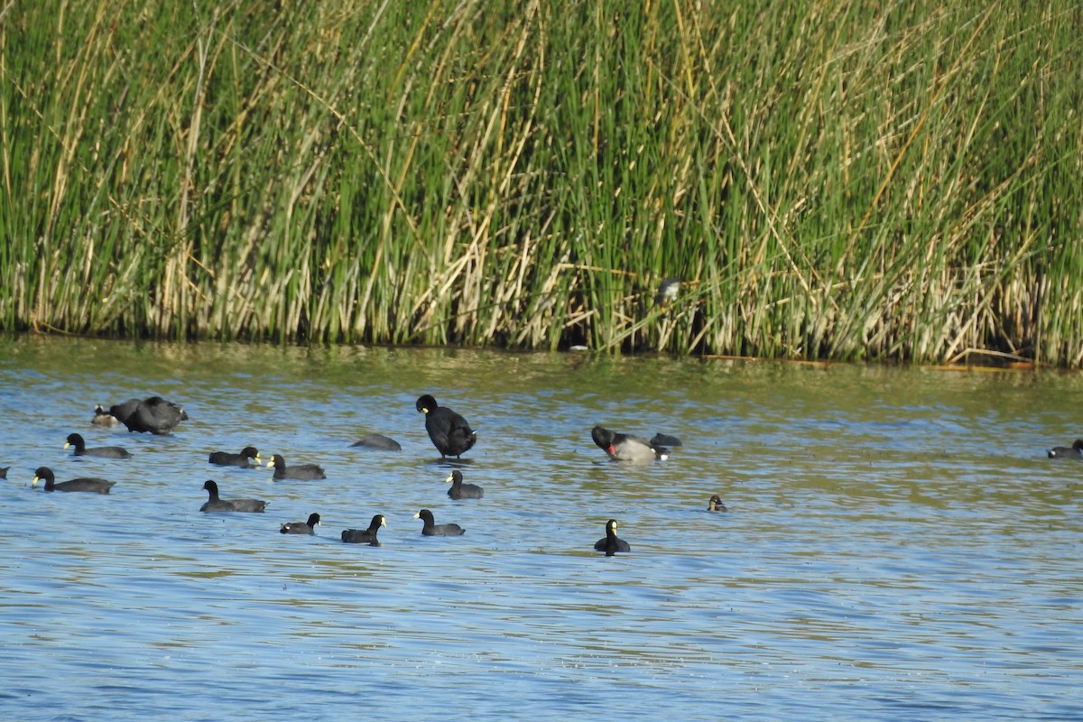 Rosy-billed Pochard - ML529907551