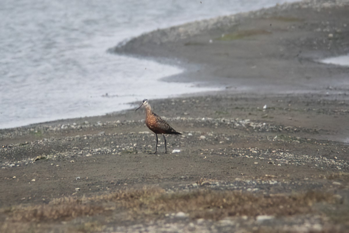 Hudsonian Godwit - ML529907731