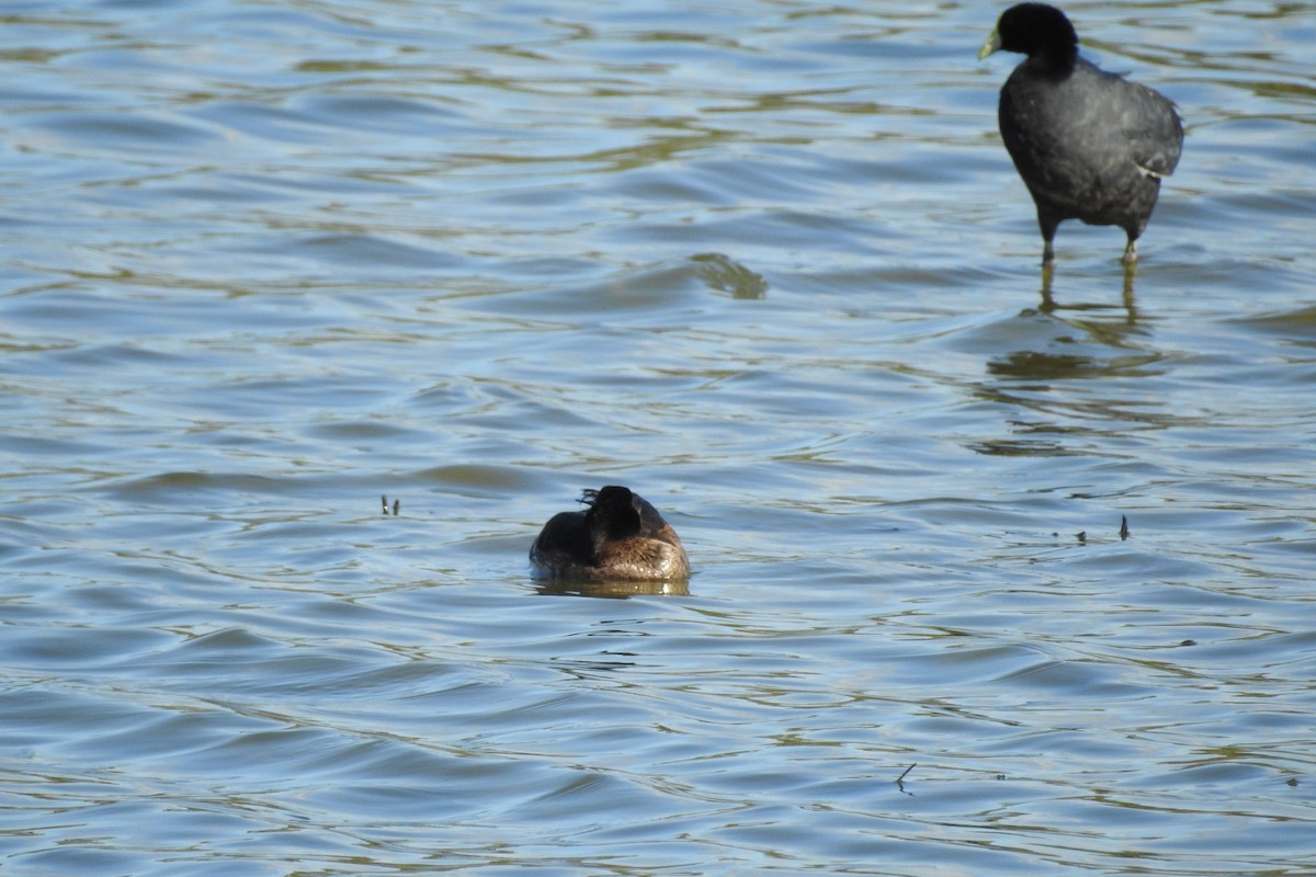 Black-headed Duck - ML529907841