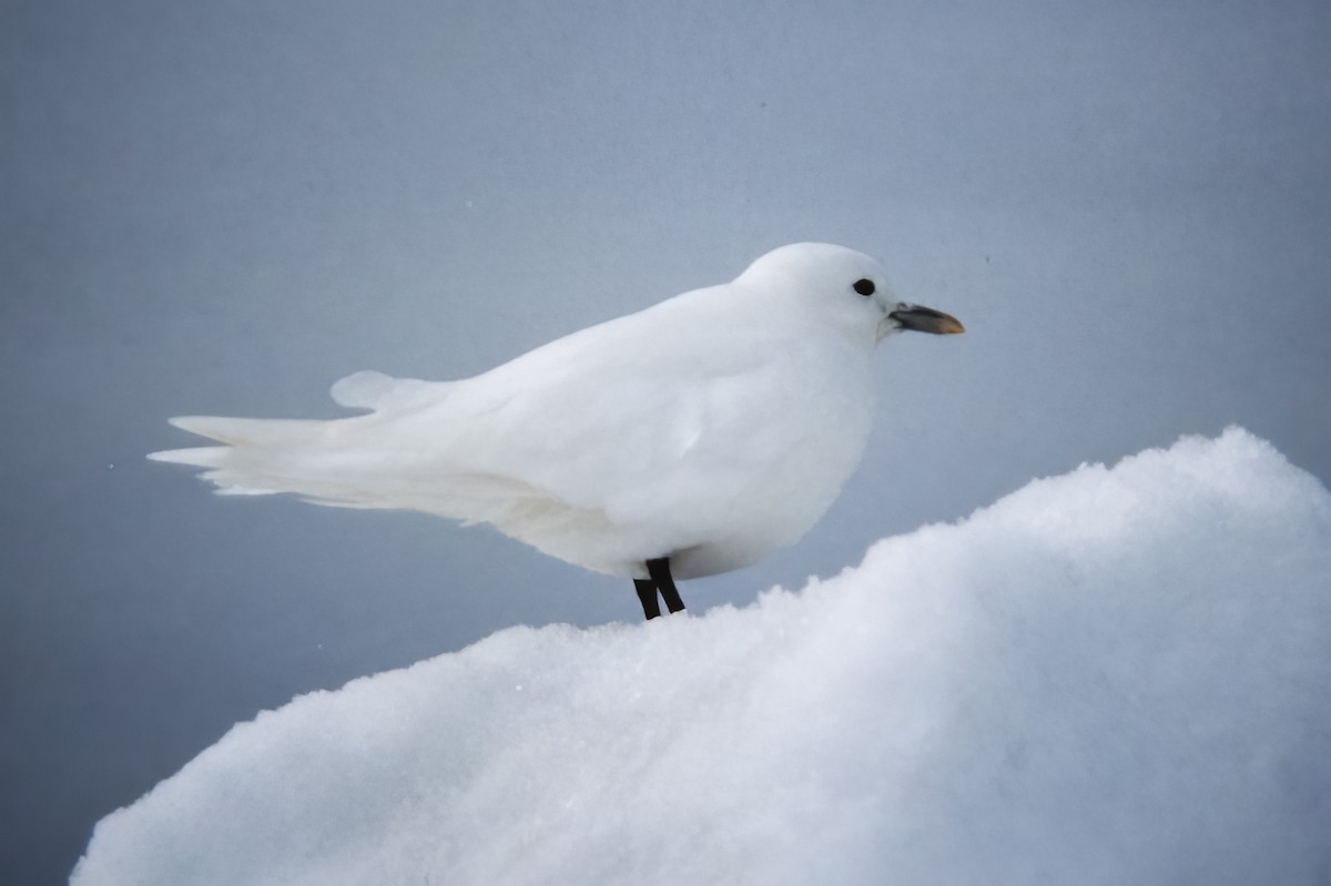 Mouette blanche - ML529908061